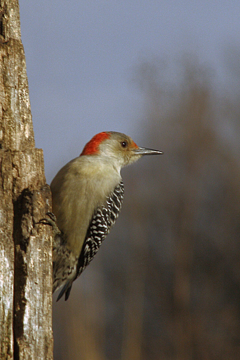 Red bellied woodpecker