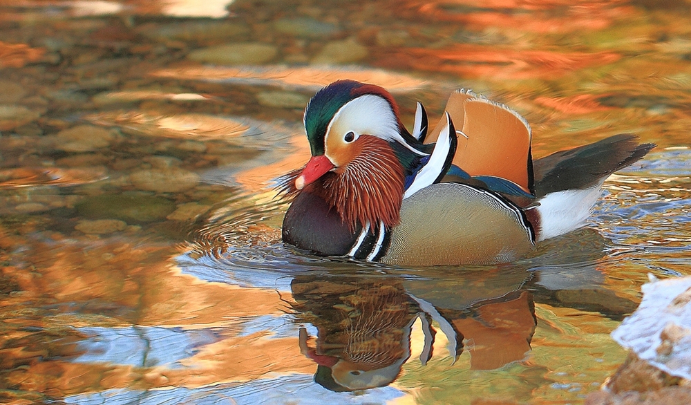 Mandarin