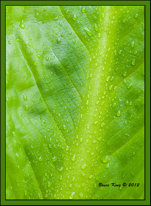 Skunk Leaf II
