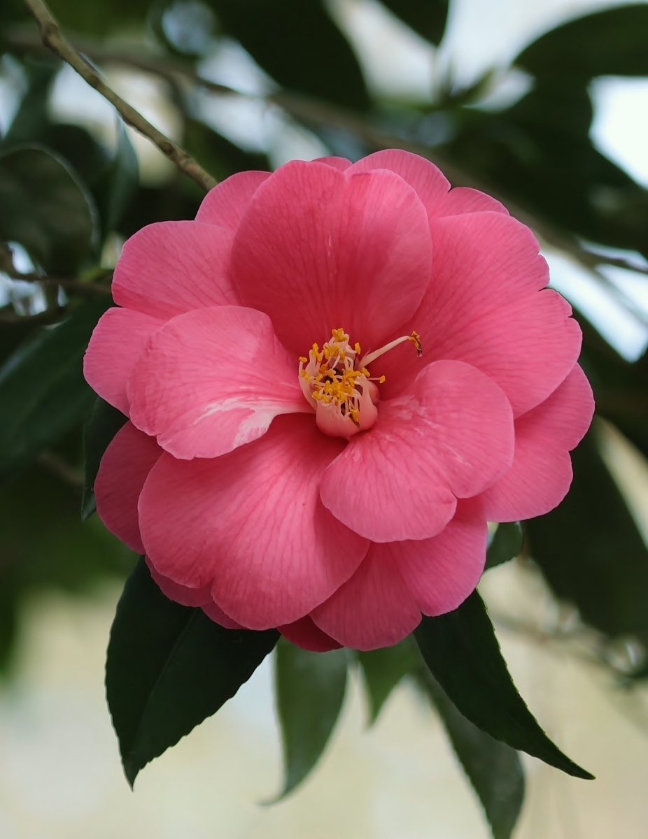 Camellia