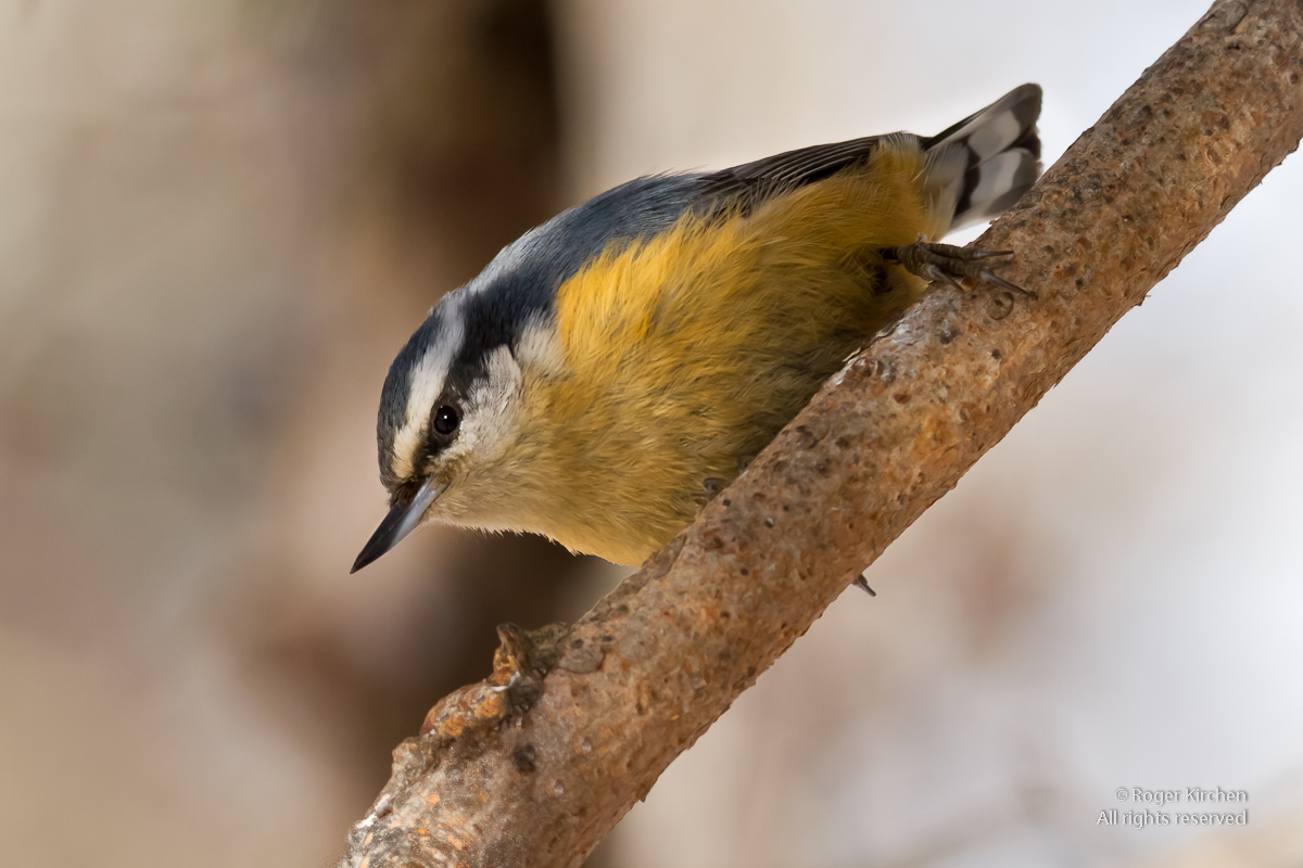 Red-breasted Nuthatch (+ Repost)