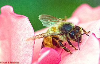 Bee