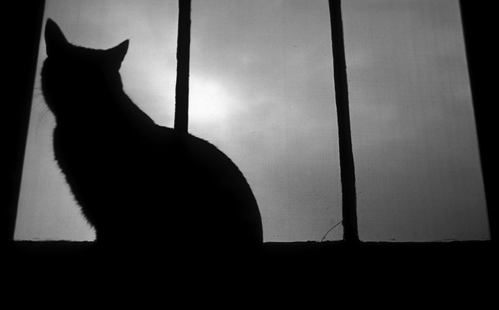 Hugo - backlit
