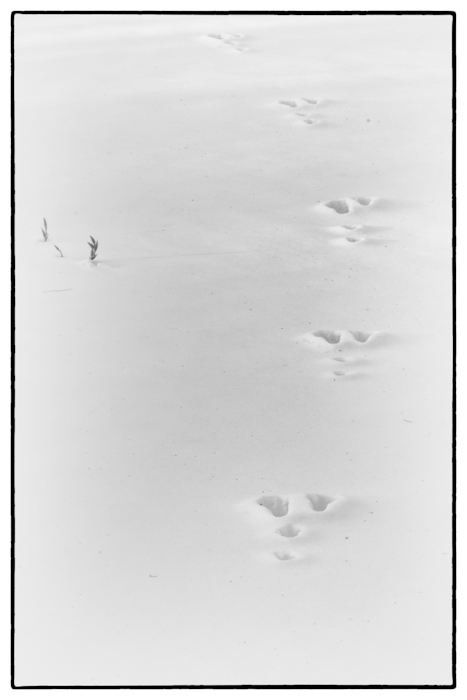 Winter rabbit tracks