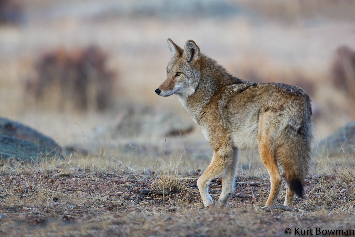 Coyote (Finally)