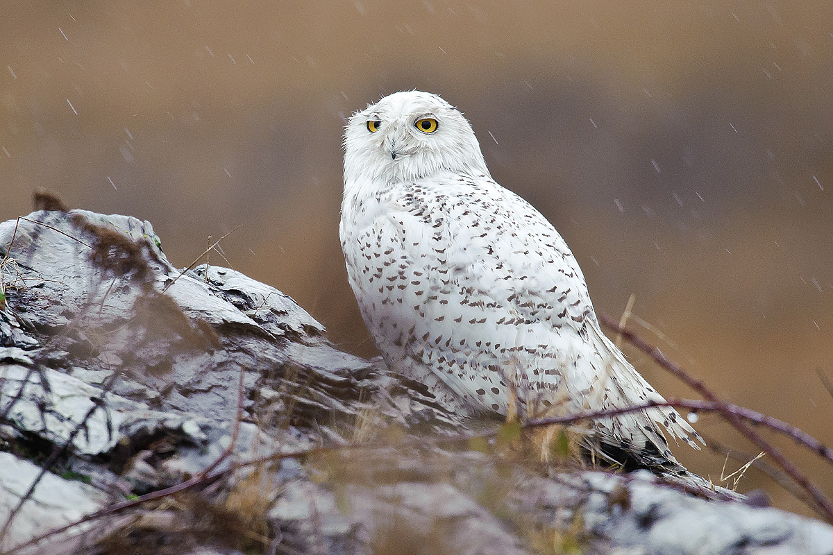 "Rainy Owl"