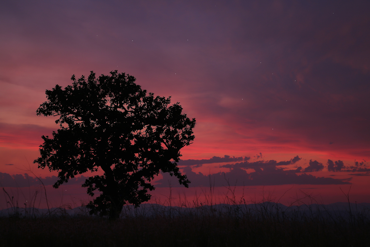 Oak Tree at Sundown