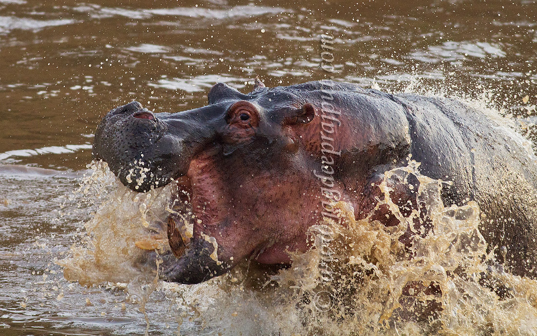 Angry Hippo