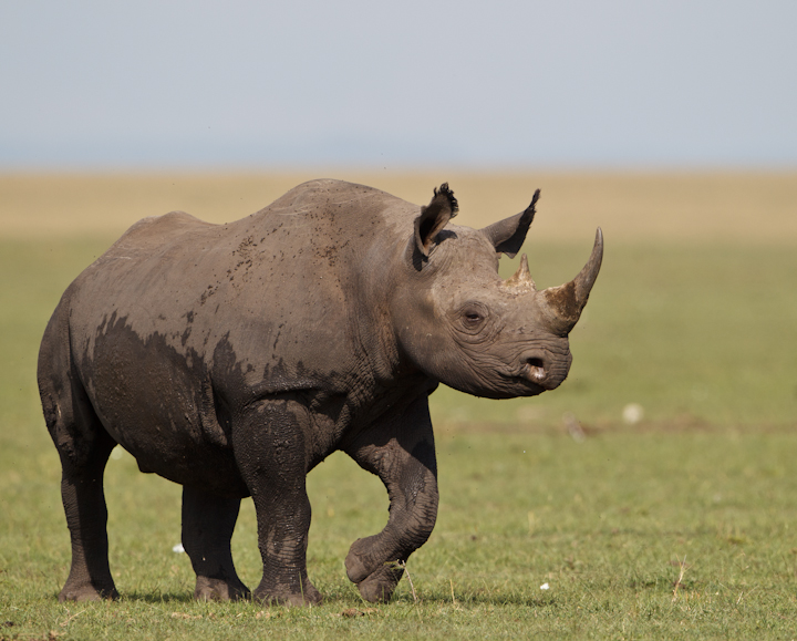 Black Rhino