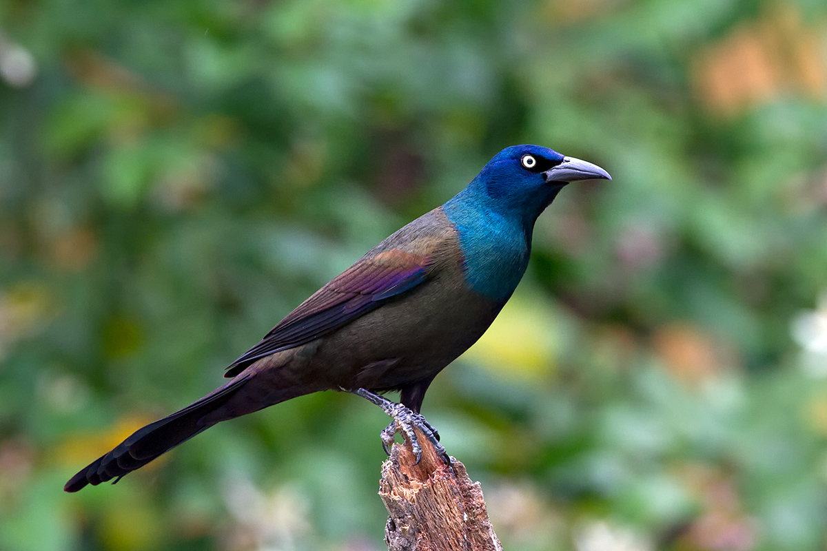 Common Grackle