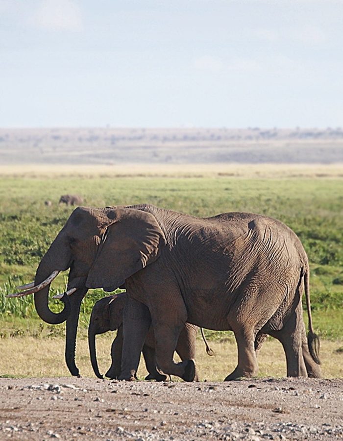 2Trunks, 4Tusks