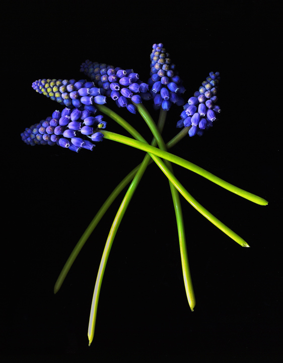 Spring Muscari