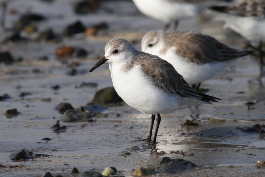 Sanderling