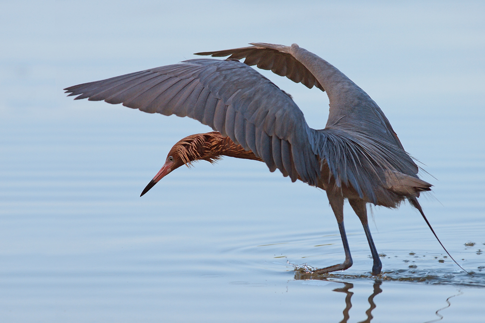 Reddish Egret Wingdance
