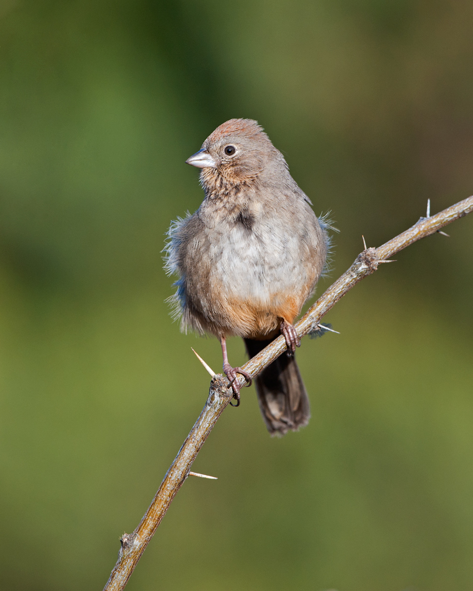 Canyon Towhee