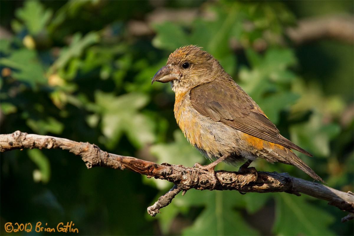 Red Crossbill