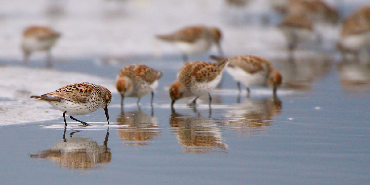 Western Sandpipers + repost