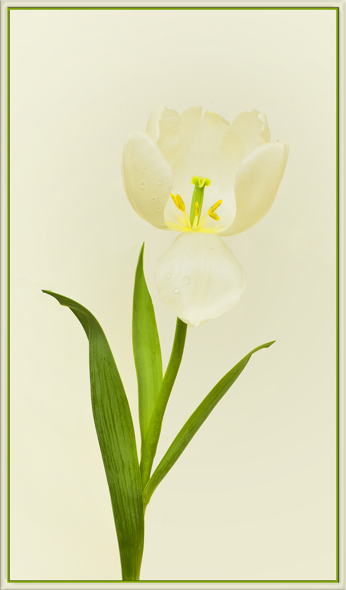 First Tulip