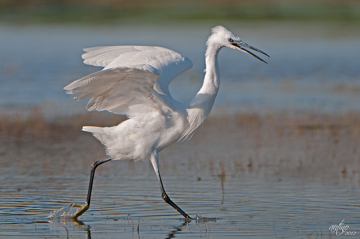 Little Egret