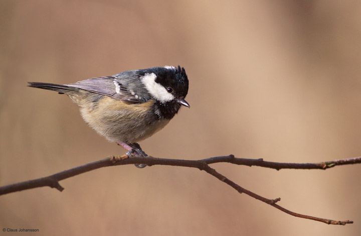 Coal Tit