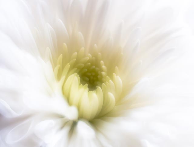 white fellow