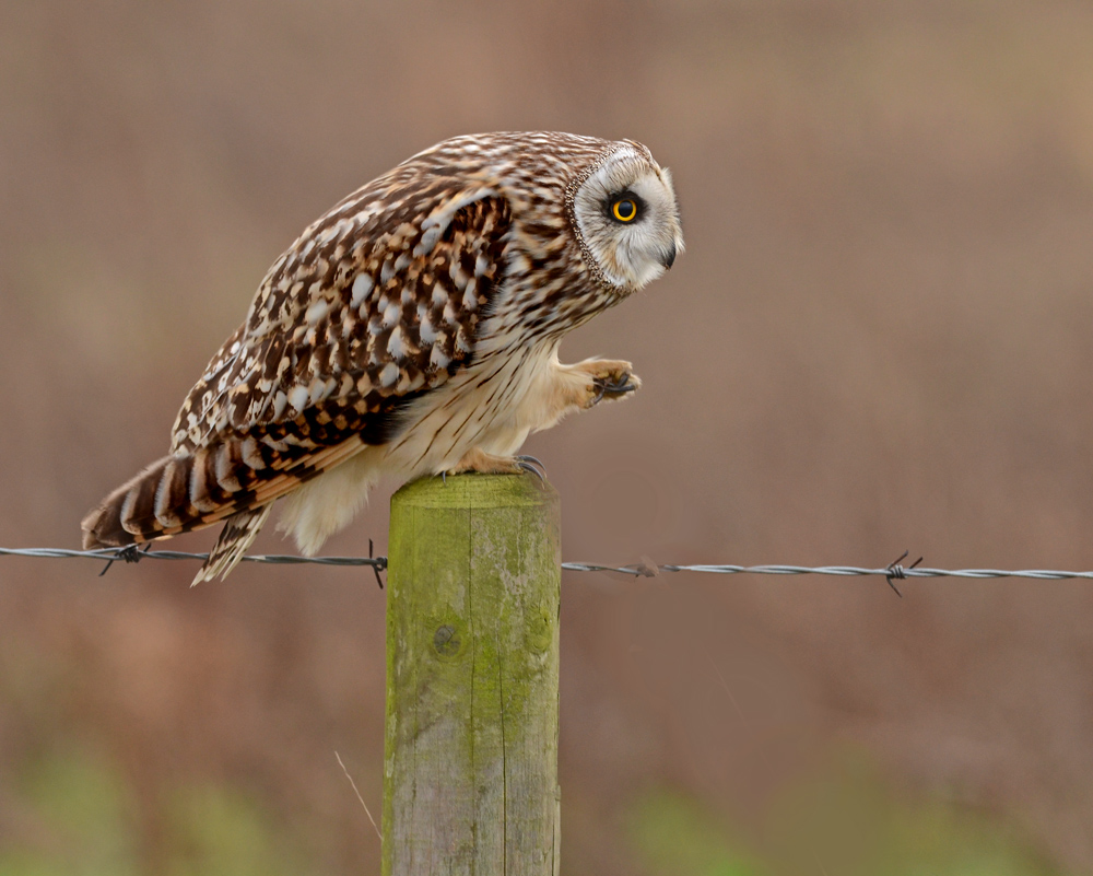 Short Eared Owl.