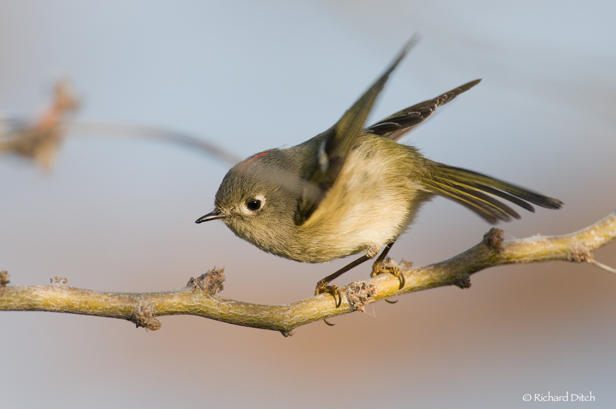 Ruby-crowned Kinglet