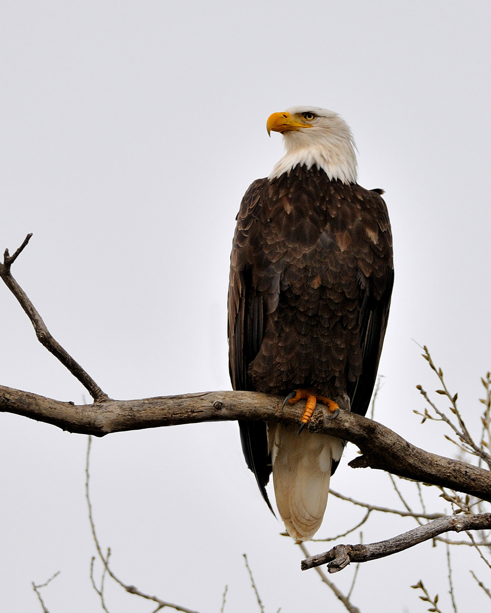 Bald Eagle + Repost