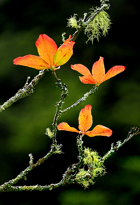 Botanical garden scene