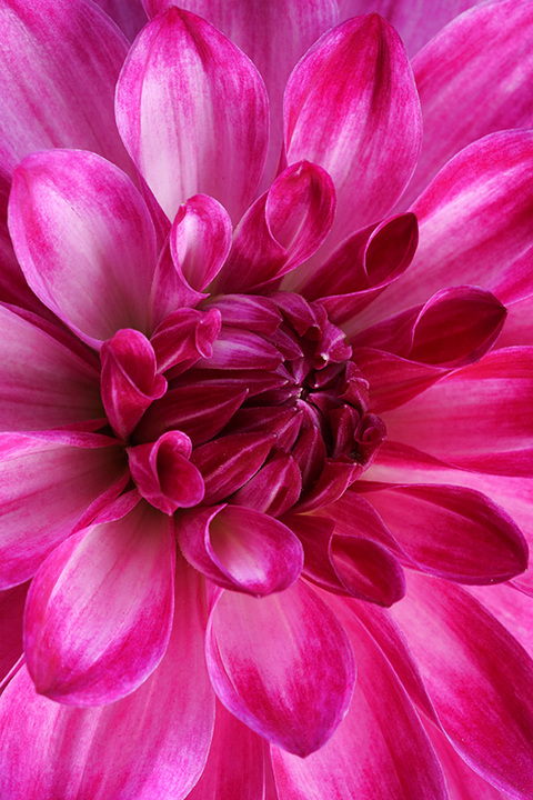 Dahlia