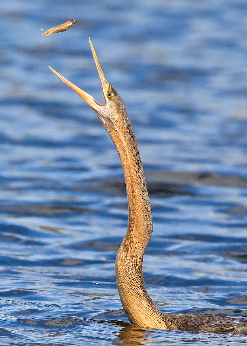 Slug toss