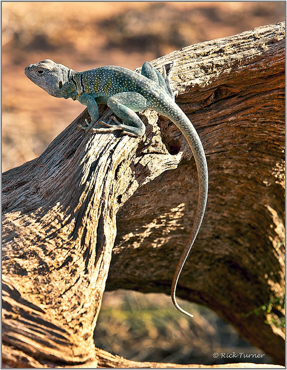 Earless Lizard