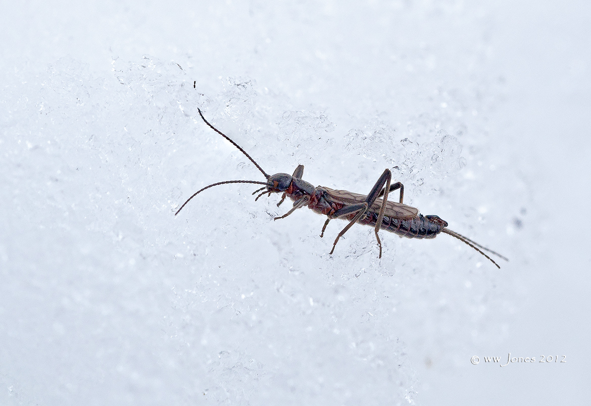 Snow Fly