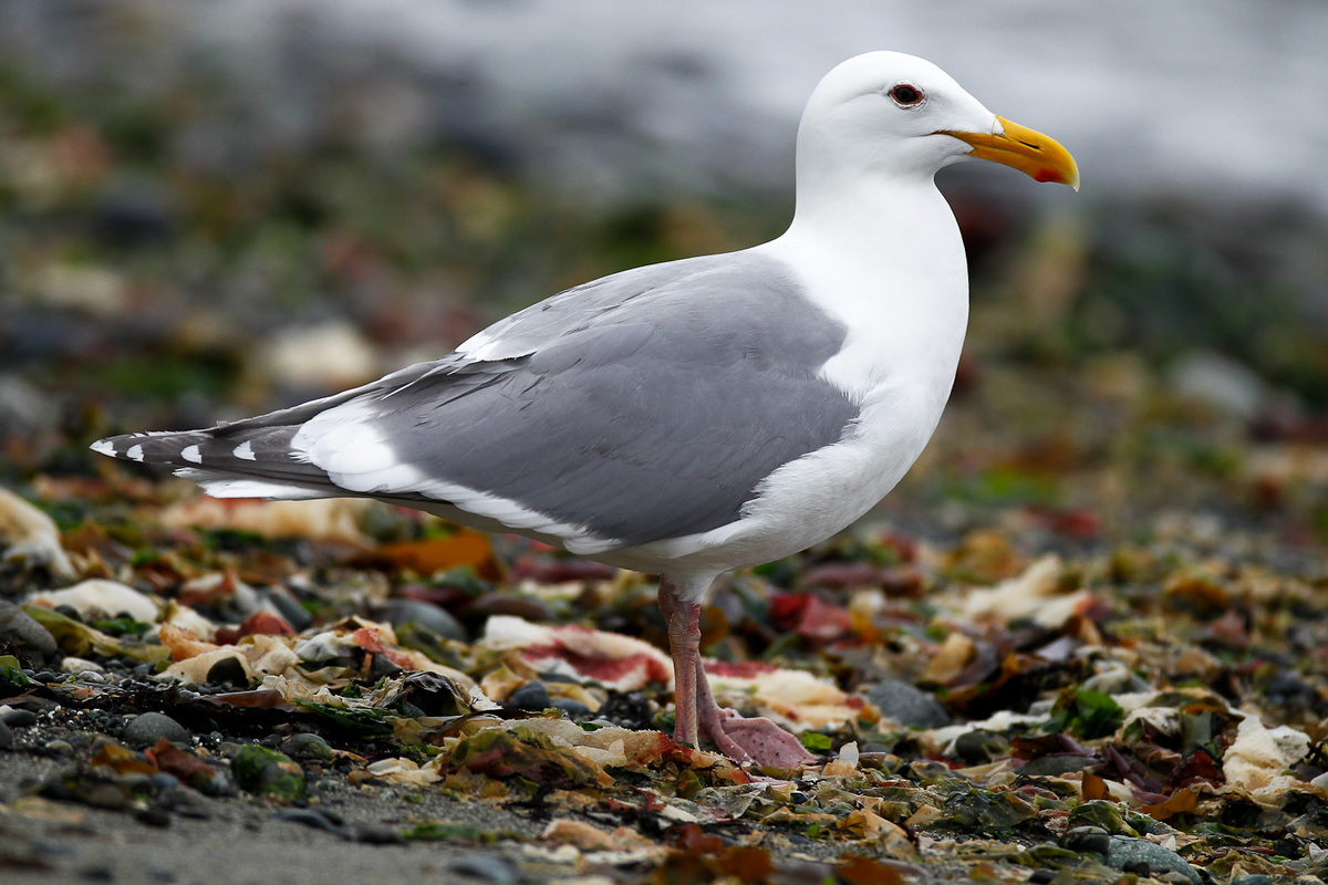 Gull -- on the Beach