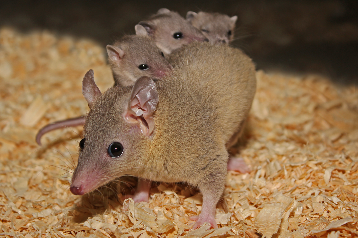 Mouse opossum (C)