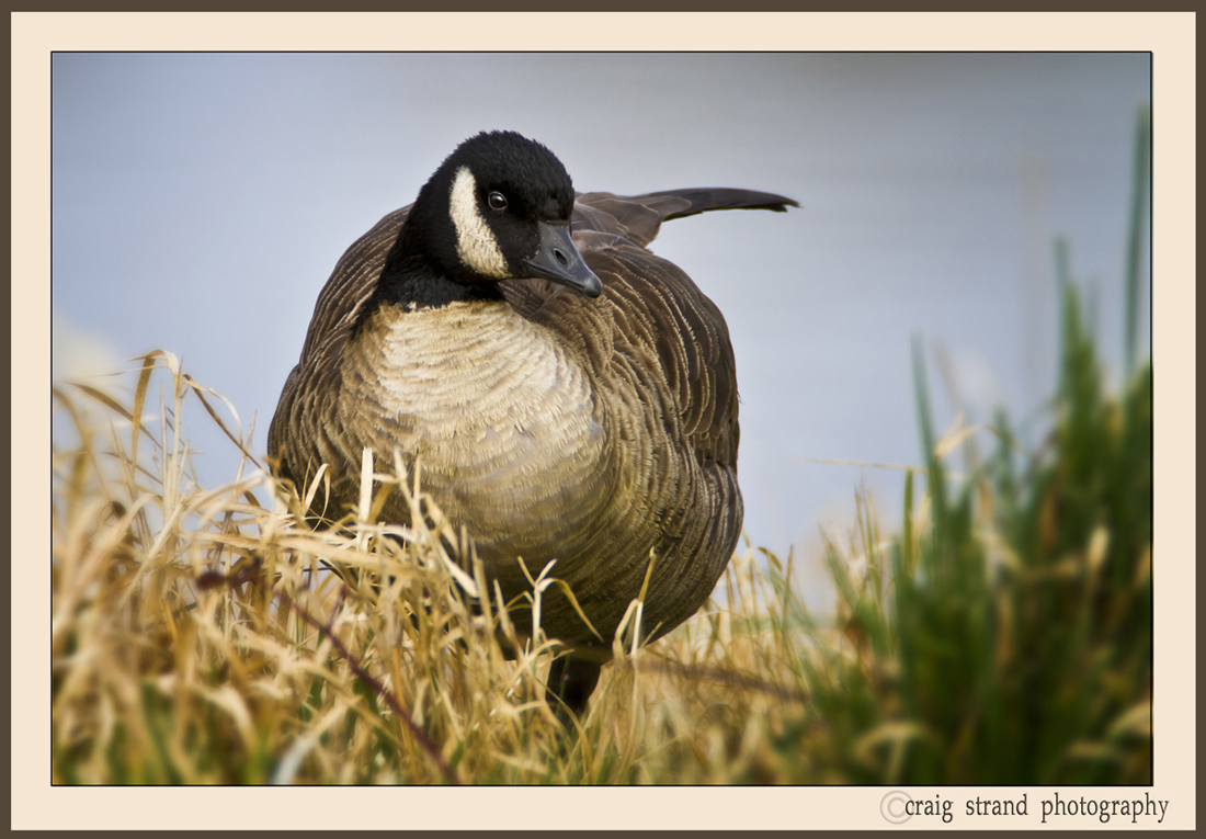 Cackling Goose