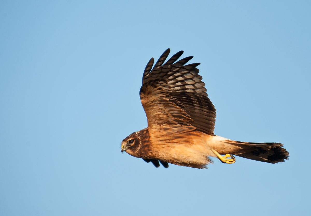 Northern Harrier