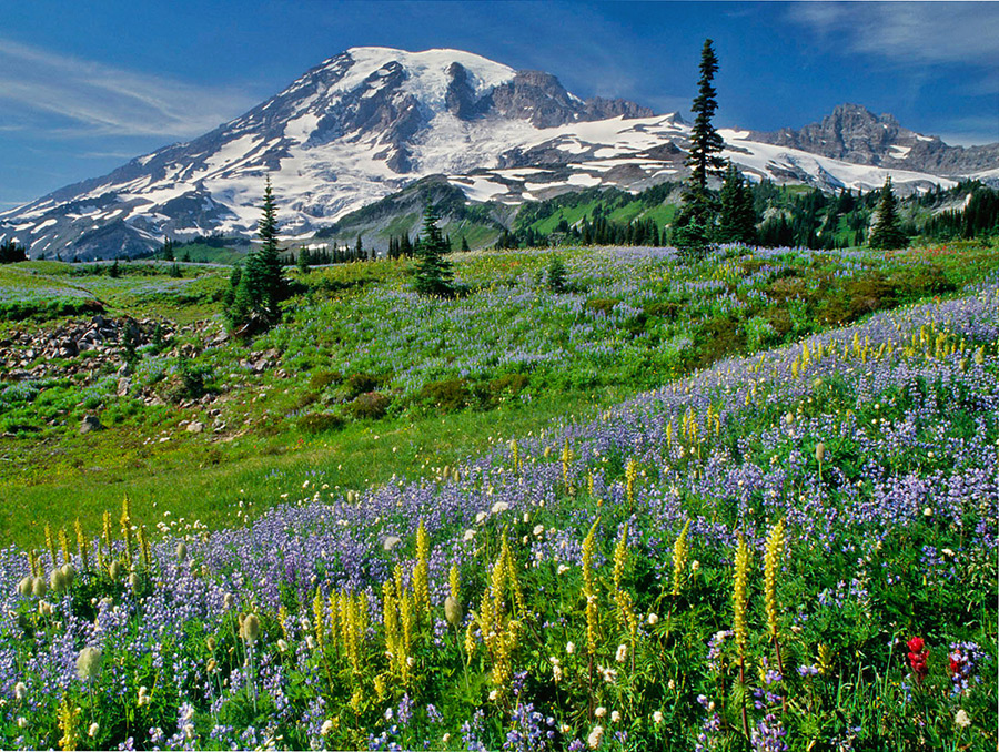 Mt. Rainier (WC 524)