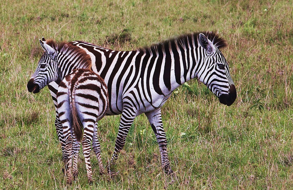 Mare and foal