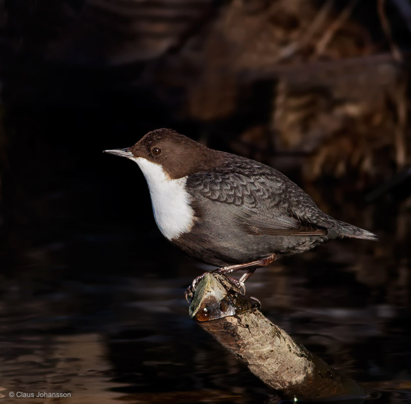 White-throated Dipper