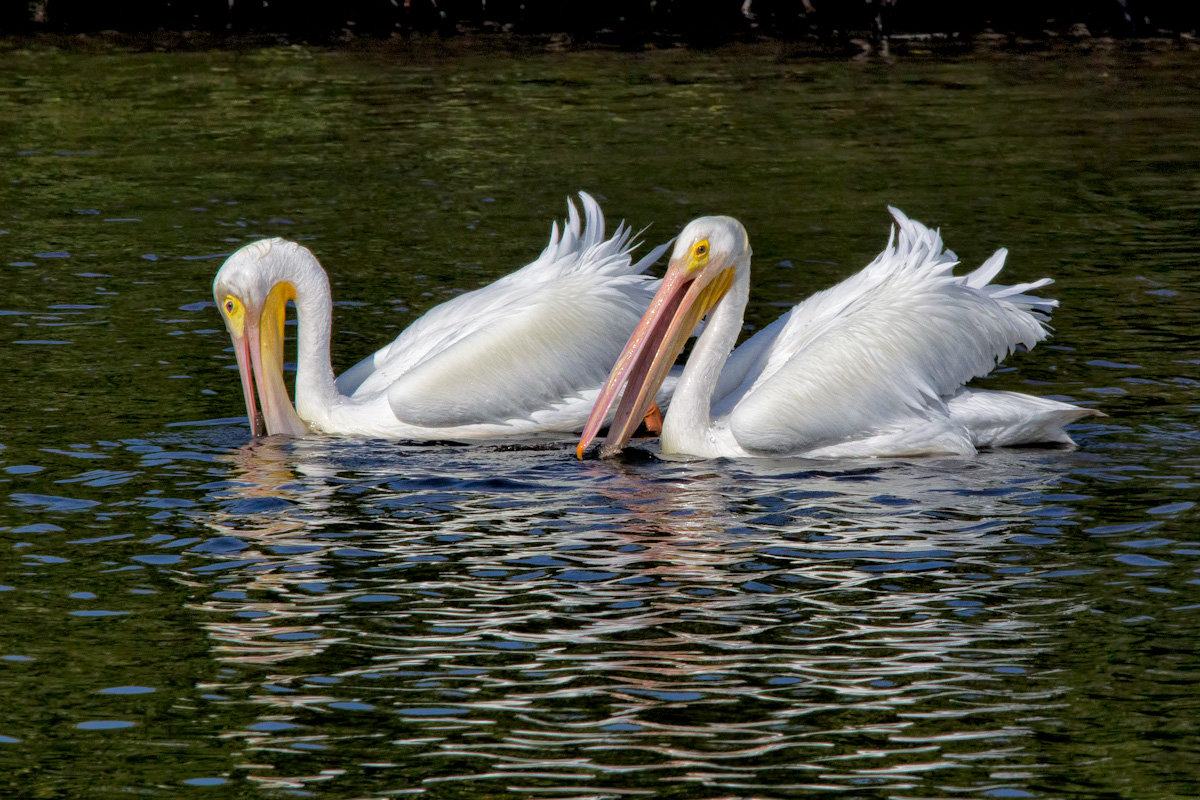 American White Pelicans