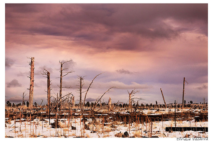 forest burned