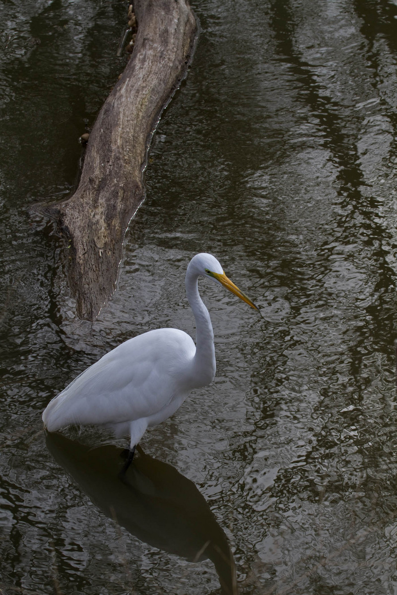 Great Egret