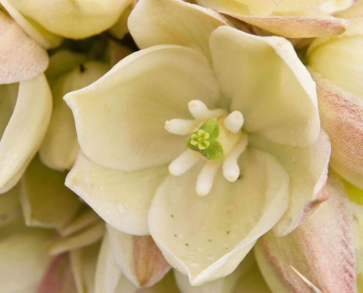 Yucca Flower