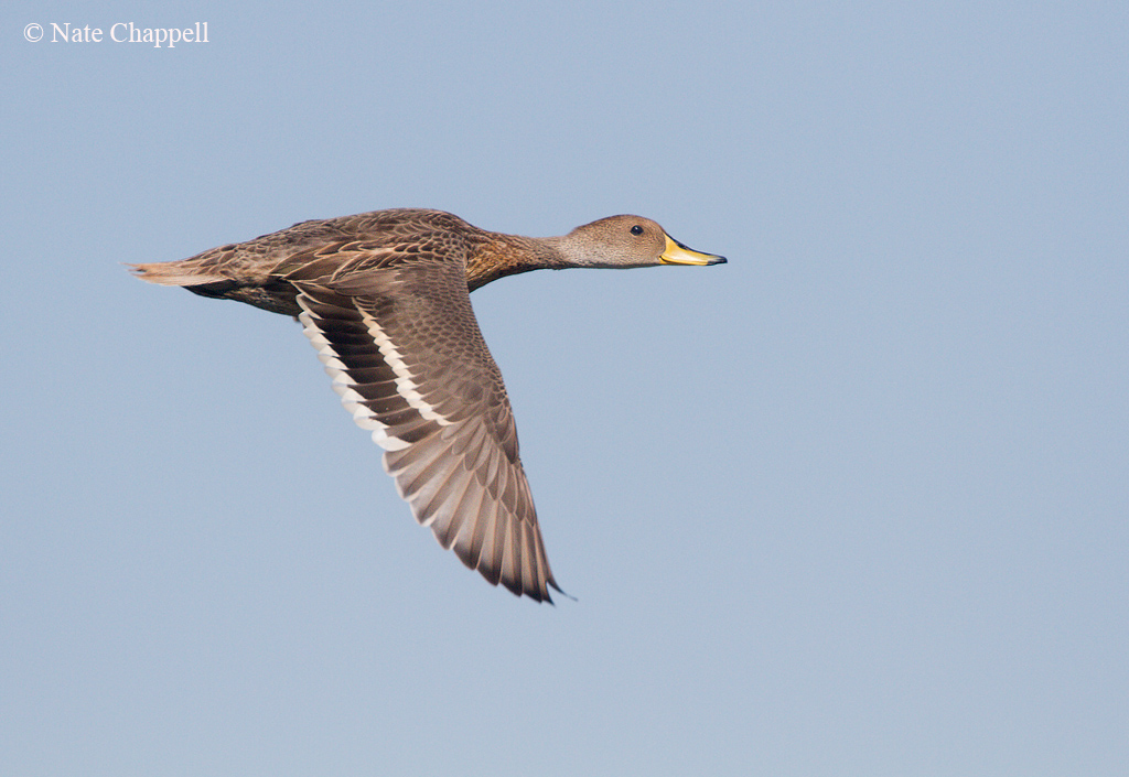 Yellow-billed Pintail