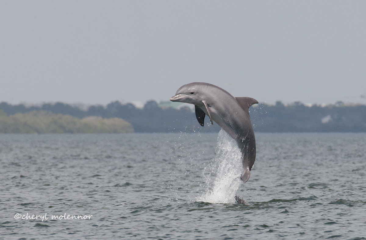 Dolphin Play w/REPOST