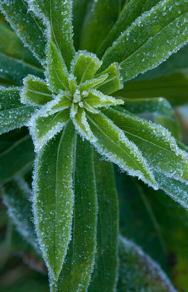 Frost in the Morning