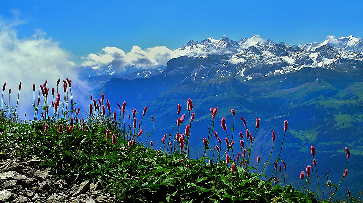 Swiss alps scene