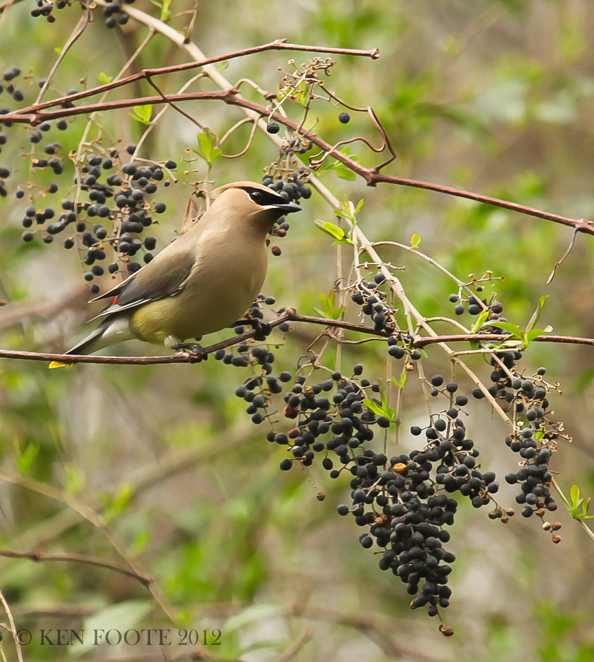 Waxwing