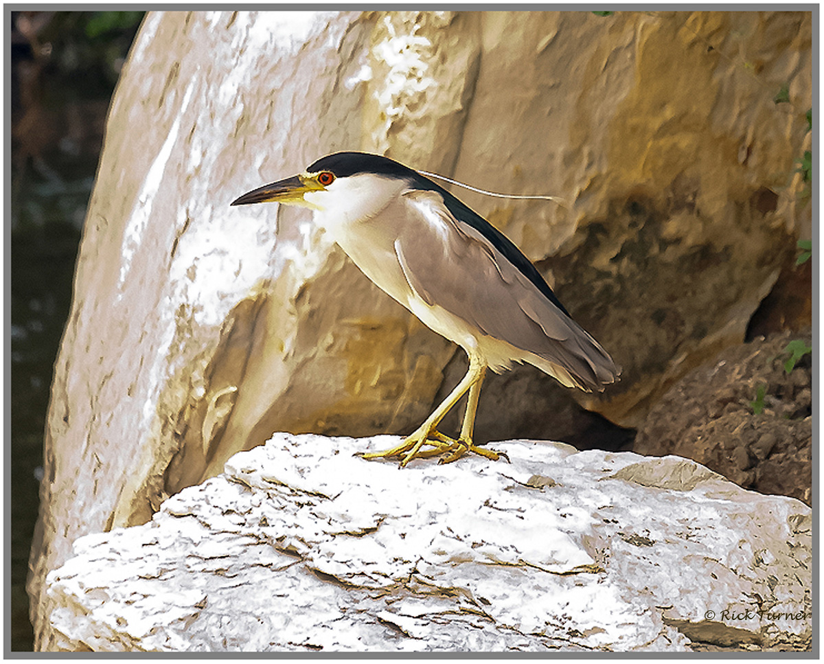 Night Heron Profile